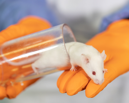 White mouse coming out of testtube