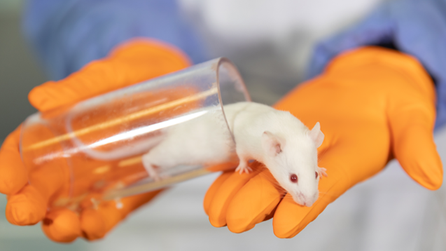 White mouse coming out of testtube